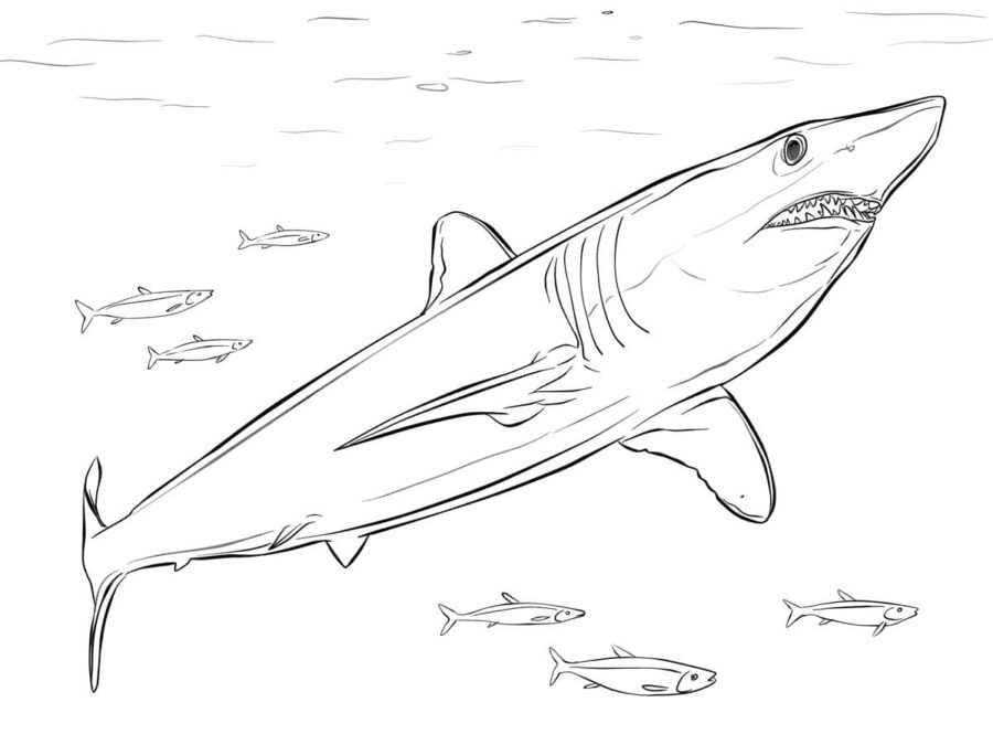 Dibujos para colorear e imprimir Sharks