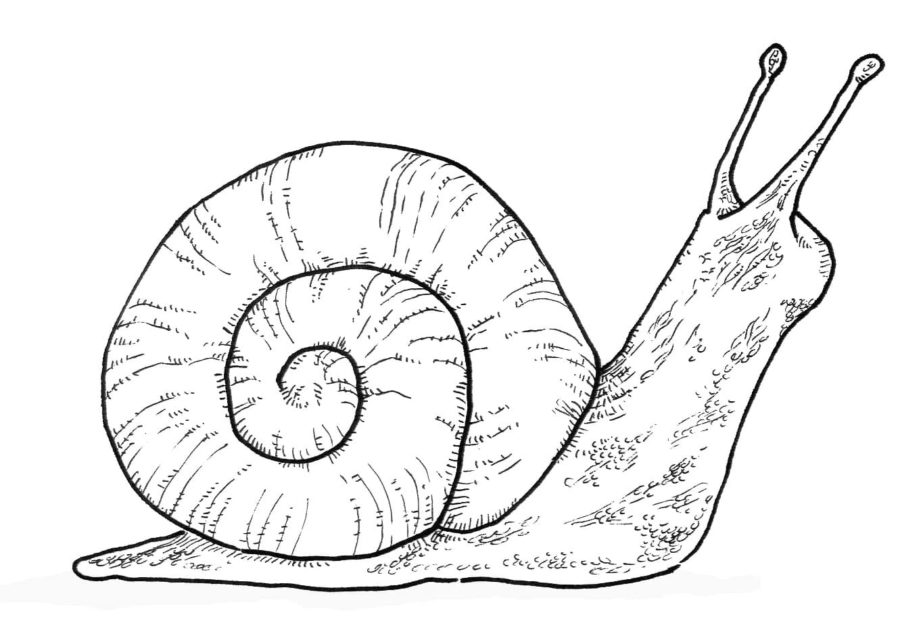 Dibujos para colorear e imprimir Snail