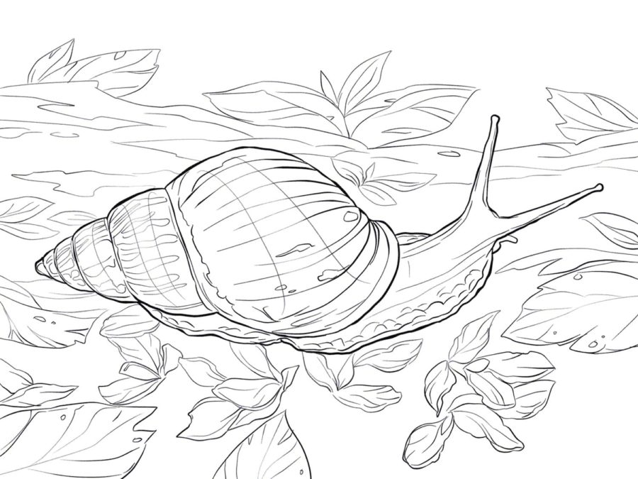 Dibujos para colorear e imprimir Snail