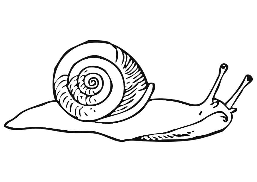 Dibujos para colorear e imprimir Snail