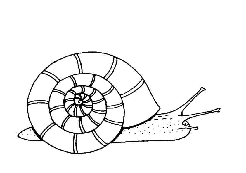 Dibujos para colorear e imprimir Snail