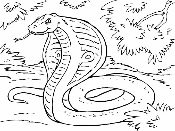 Dibujos para colorear e imprimir Snake