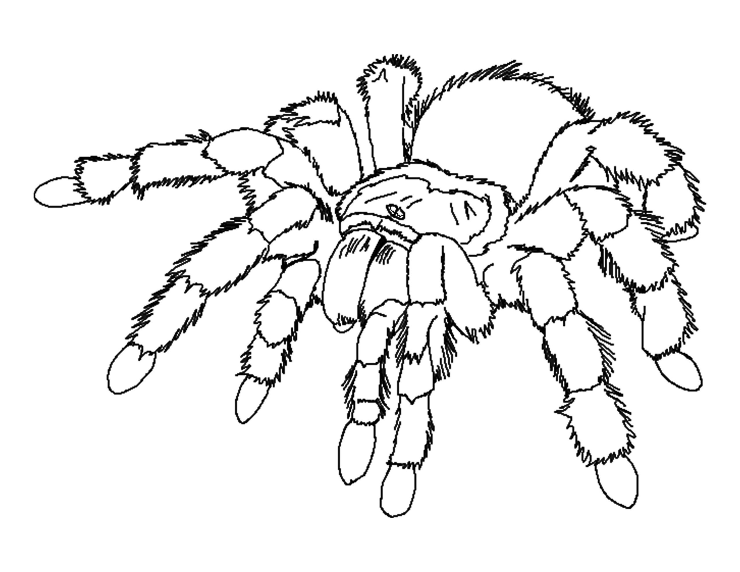 Dibujos para colorear e imprimir Spiders