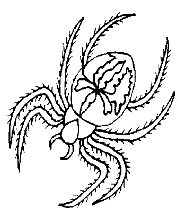 Dibujos para colorear e imprimir Spiders