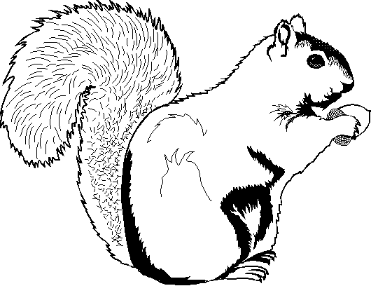 Dibujos para colorear e imprimir Squirrels