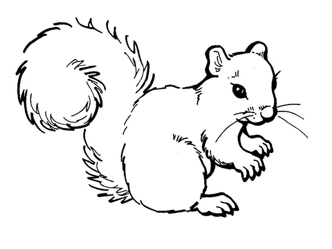 Dibujos para colorear e imprimir Squirrels