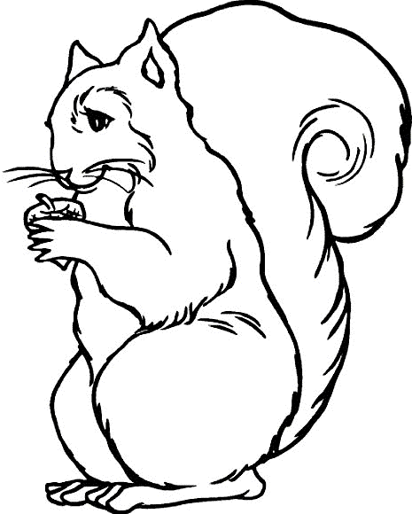 Dibujos para colorear e imprimir Squirrels