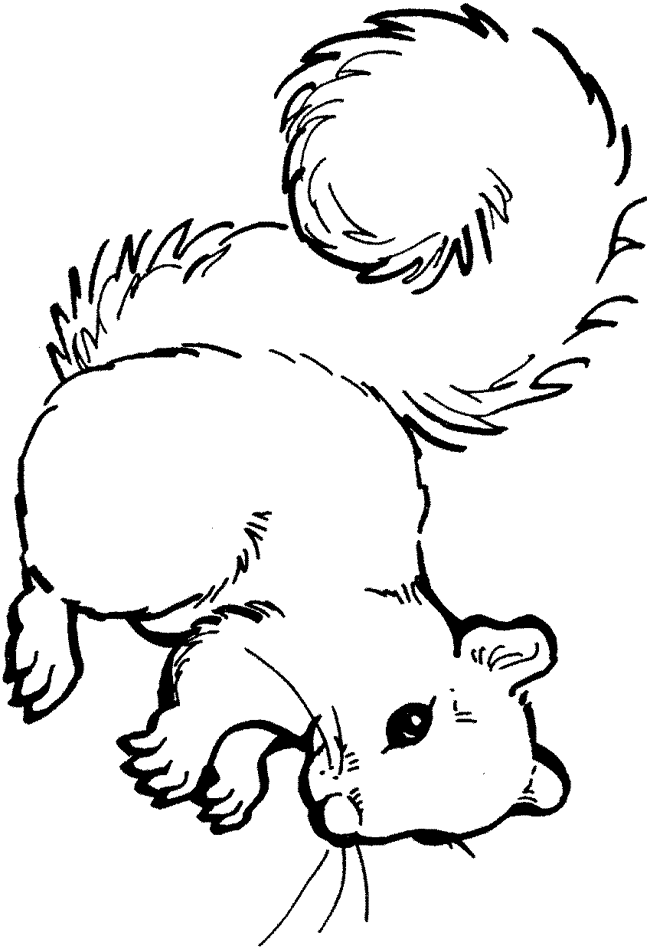 Dibujos para colorear e imprimir Squirrels