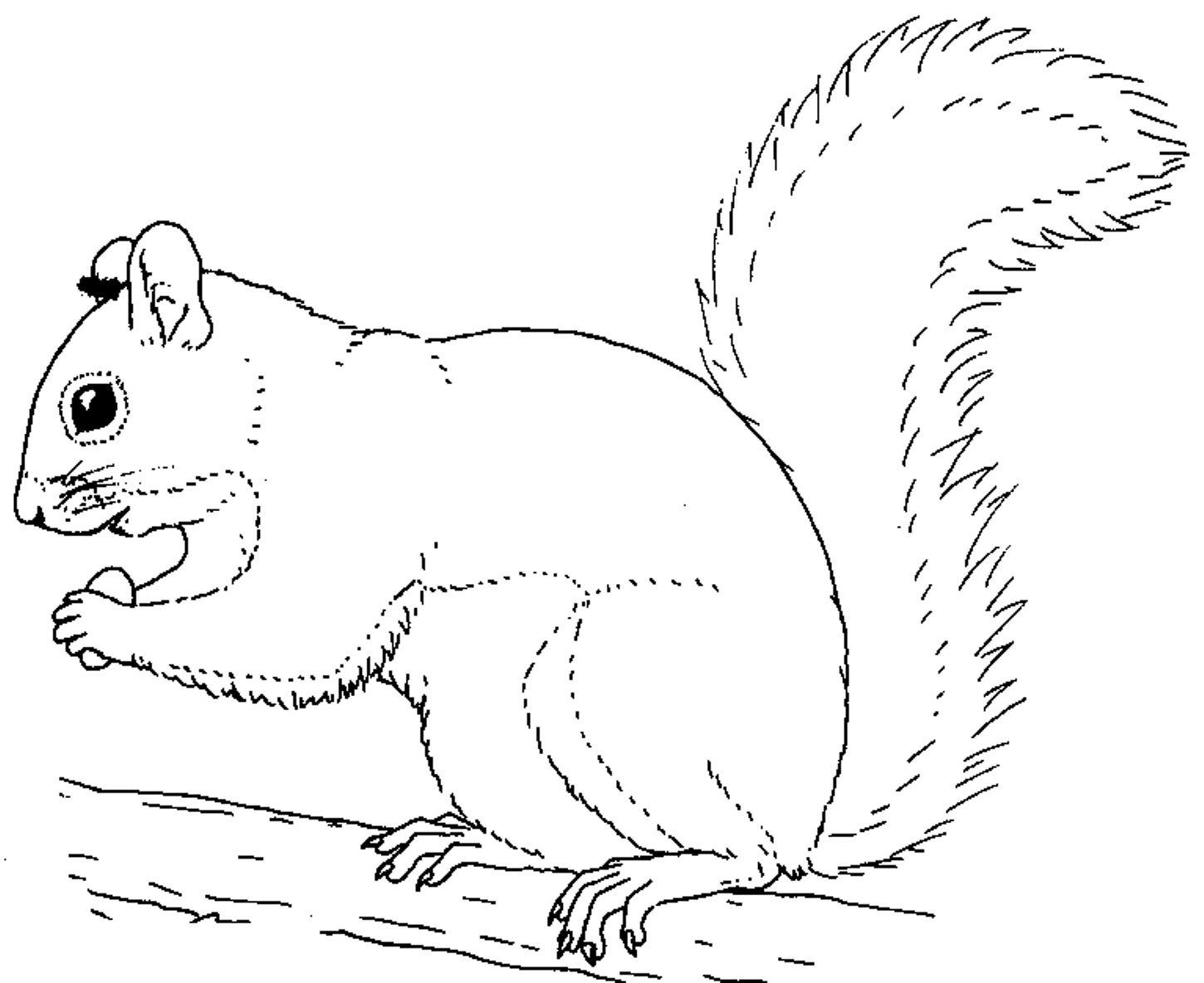 Dibujos para colorear e imprimir Squirrels