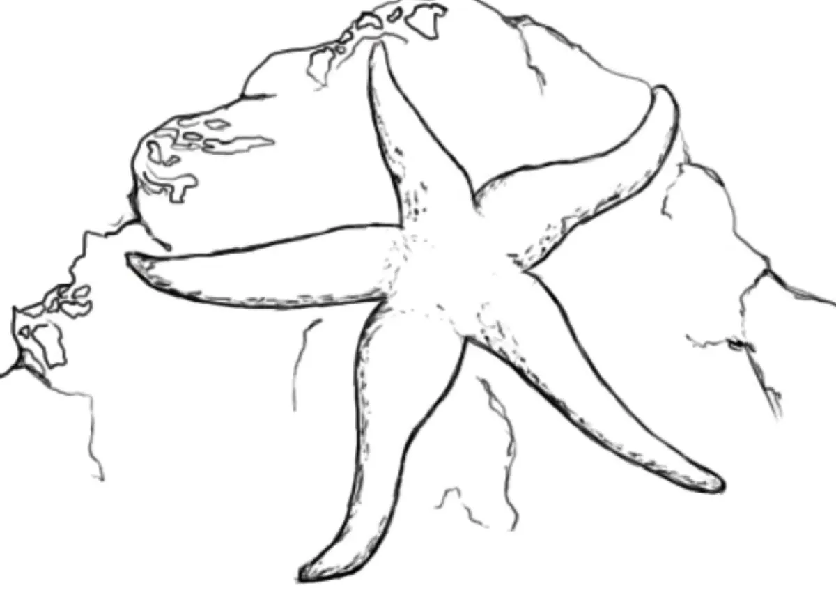 Dibujos para colorear e imprimir Starfish