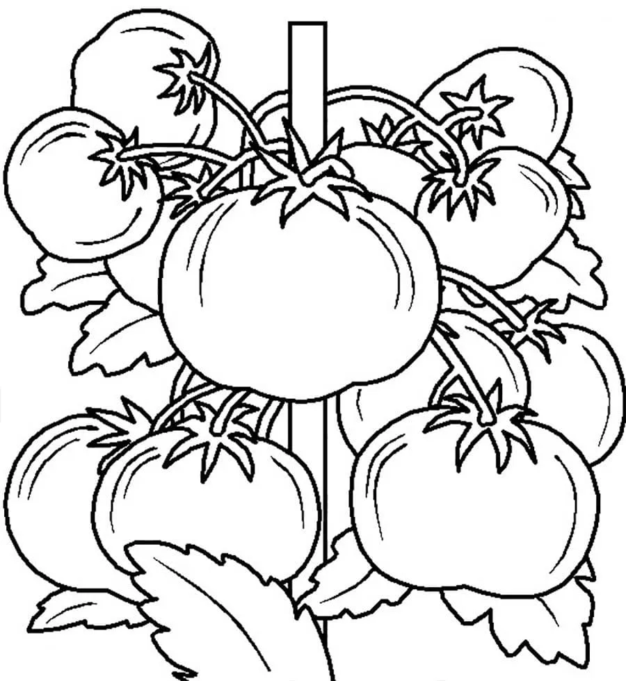 Dibujos para colorear e imprimir Vegetables