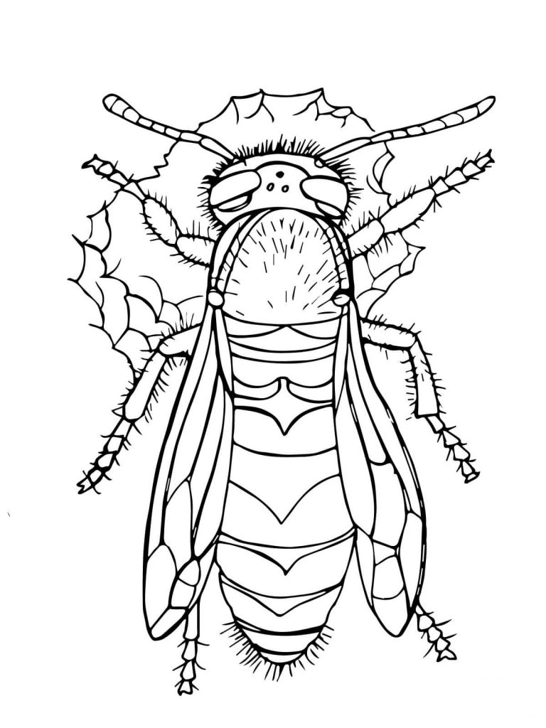 Dibujos para colorear e imprimir Wasps