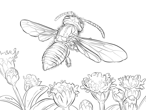 Dibujos para colorear e imprimir Wasps