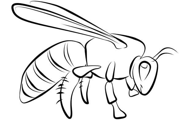 Dibujos para colorear e imprimir Wasps