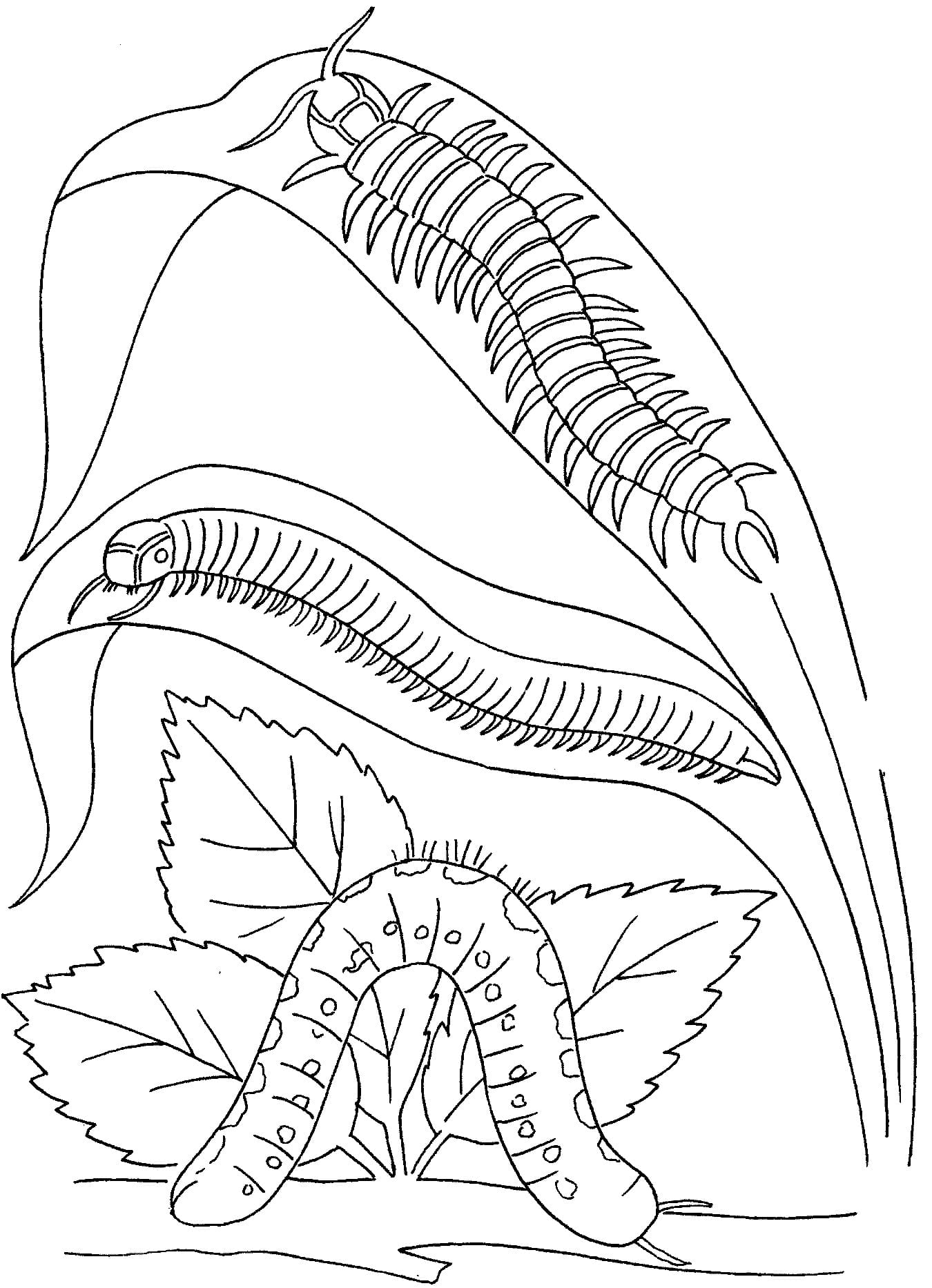 Dibujos para colorear e imprimir Worm