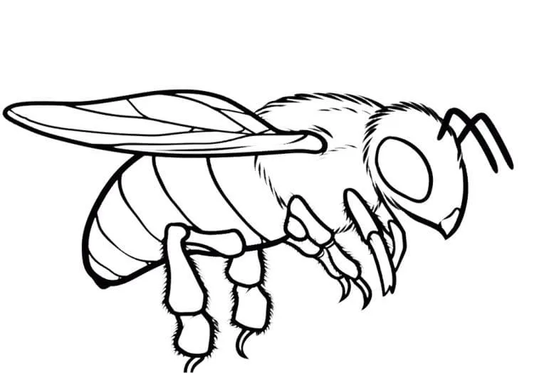 Dibujos para colorear e imprimir Bees